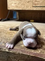 Ranger-AKC , a male Boston Terrier for sale in Potosi, WI – 1 of 3