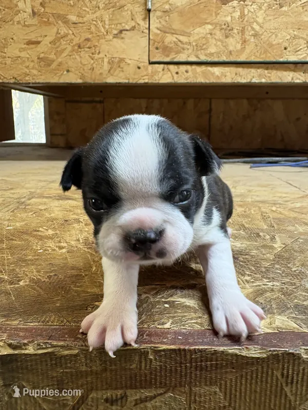 Miley-AKC – Boston Terrier puppy for sale in Potosi, WI