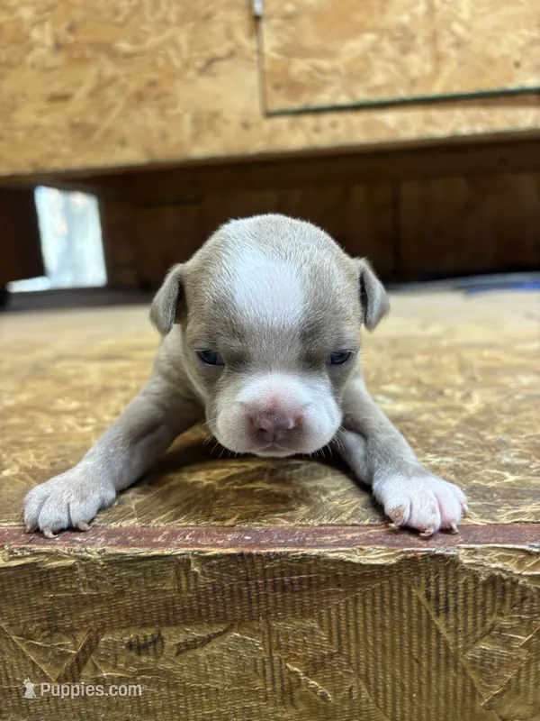 Ella-AKC-Fawn  – Boston Terrier puppy for sale in Potosi, WI