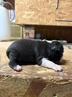Champ , a male Boston Terrier for sale in Potosi, WI – 3 of 3