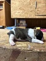 Champ , a male Boston Terrier for sale in Potosi, WI – Photo 3 of 3