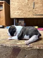 Champ , a male Boston Terrier for sale in Potosi, WI – Photo 2 of 3
