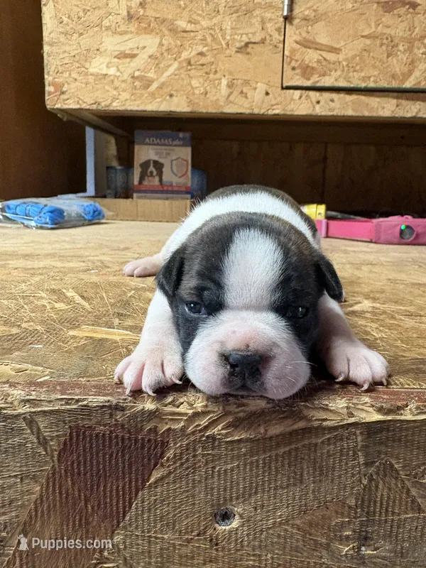 Champ  – Boston Terrier puppy for sale in Potosi, WI