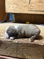 Ranger-AKC , a male Boston Terrier for sale in Potosi, WI – 2 of 3