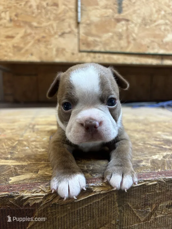 Ranger-AKC  – Boston Terrier puppy for sale in Potosi, WI
