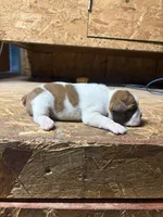 Champ -AKC, a male Boston Terrier for sale in Potosi, WI – 3 of 3