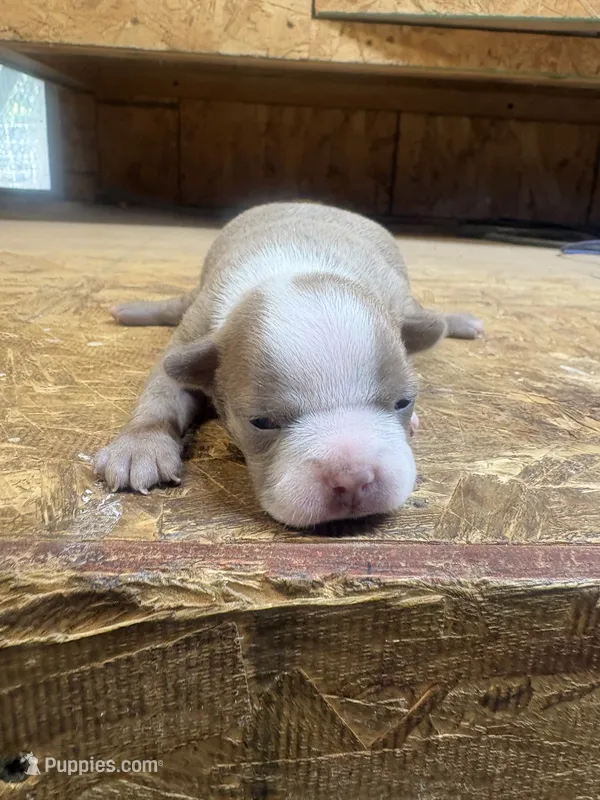 Ella-AKC-Fawn  – Boston Terrier puppy for sale in Potosi, WI