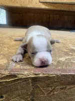 Ella-AKC-Fawn , a female Boston Terrier for sale in Potosi, WI – 1 of 3