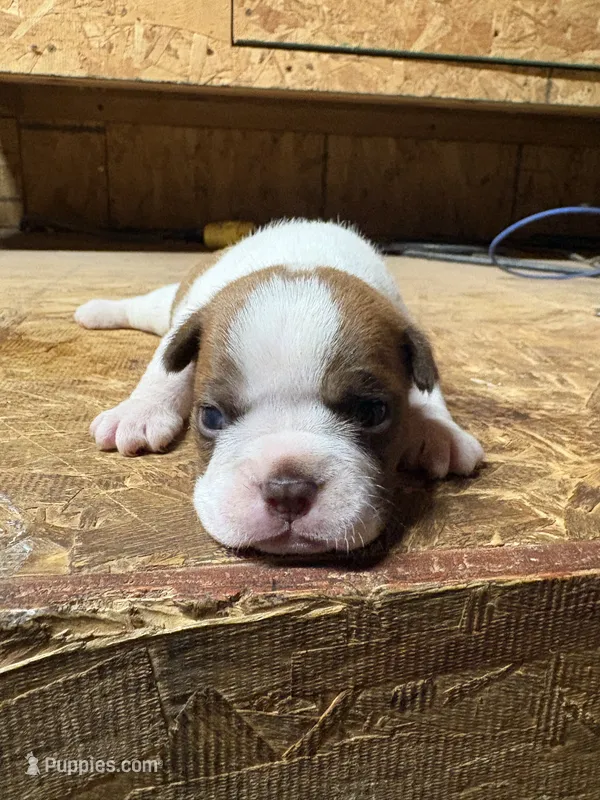 Champ -AKC – Boston Terrier puppy for sale in Potosi, WI