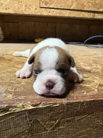 Champ -AKC, a male Boston Terrier for sale in Potosi, WI – 1 of 3