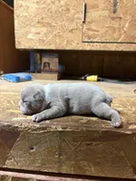 Ranger-AKC, a male Boston Terrier for sale in Potosi, WI – Photo 2 of 3