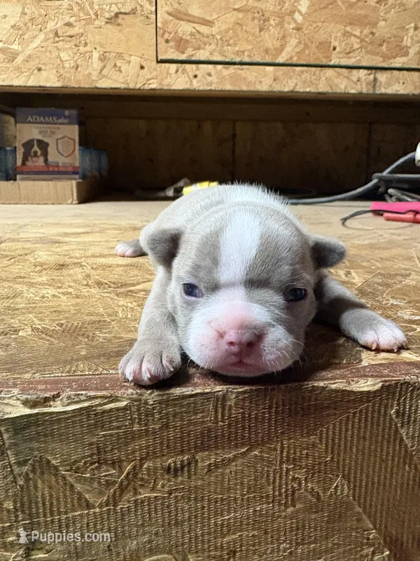 Ranger-AKC – Boston Terrier puppy for sale in Potosi, WI