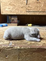 Ranger-AKC, a male Boston Terrier for sale in Potosi, WI – Photo 3 of 3