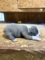 Harley-AKC, a male Boston Terrier for sale in Potosi, WI – 3 of 3