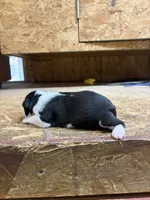 Bella-AKC, a female Boston Terrier for sale in Potosi, WI – 3 of 3