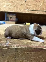 Miley-AKC, a female Boston Terrier for sale in Potosi, WI – Photo 2 of 3