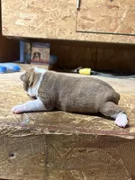 Miley-AKC, a female Boston Terrier for sale in Potosi, WI – Photo 3 of 3