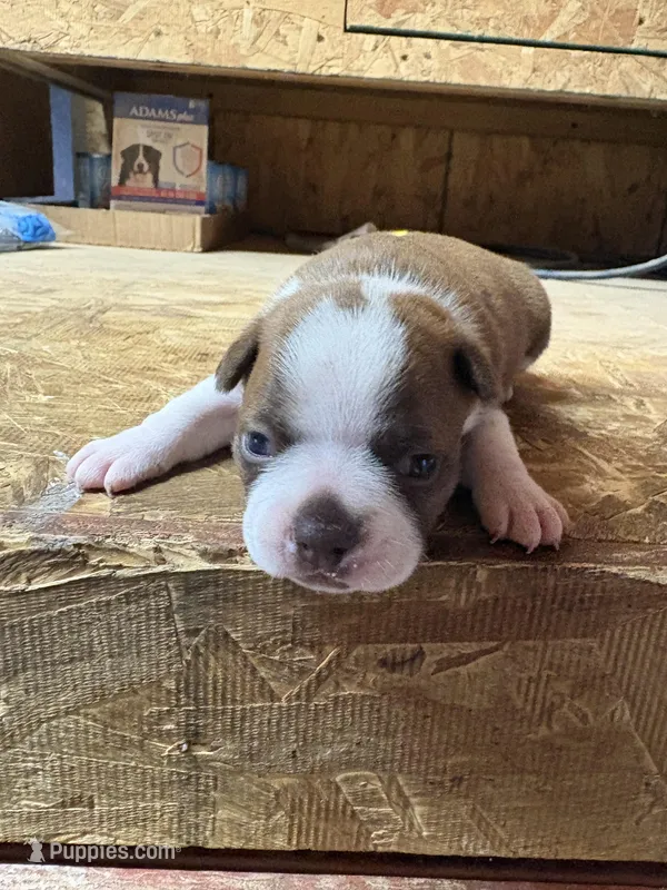 Miley-AKC – Boston Terrier puppy for sale in Potosi, WI