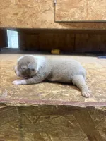 Stella-AKC-Fawn, a female Boston Terrier for sale in Potosi, WI – 2 of 3