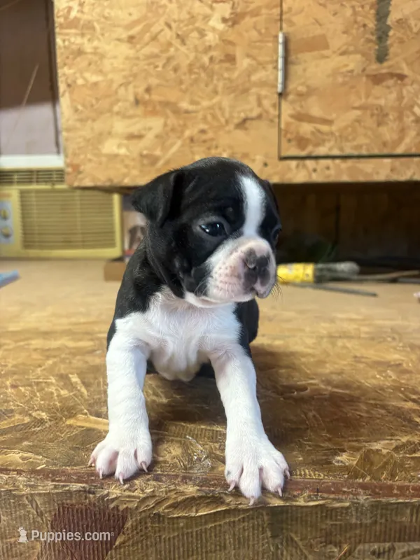 Champ-AKC  – Boston Terrier puppy for sale in Potosi, WI