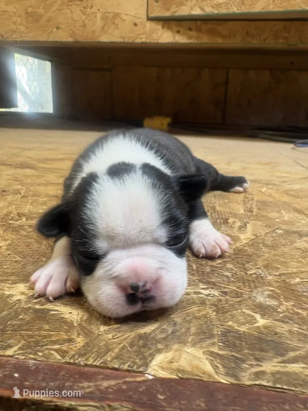 Skyler-AKC – Boston Terrier puppy for sale in Potosi, WI