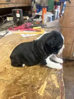Champ-AKC , a male Boston Terrier for sale in Potosi, WI – 3 of 3