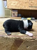 Sparky , a male Boston Terrier for sale in Potosi, WI – 3 of 3