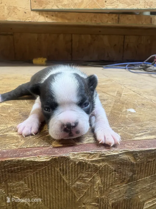 Miley-AKC – Boston Terrier puppy for sale in Potosi, WI