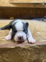 Miley-AKC, a female Boston Terrier for sale in Potosi, WI – 1 of 3