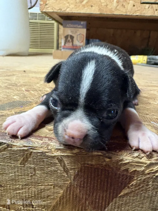 Sparky  – Boston Terrier puppy for sale in Potosi, WI