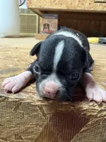 Sparky , a male Boston Terrier for sale in Potosi, WI – 1 of 3