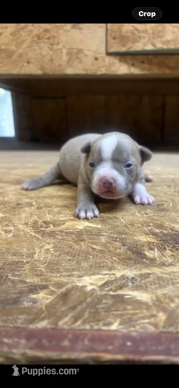 Stella-AKC-Fawn – Boston Terrier puppy for sale in Potosi, WI