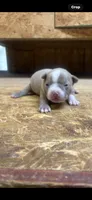Stella-AKC-Fawn, a female Boston Terrier for sale in Potosi, WI – 1 of 3