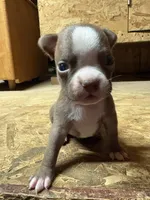 Champ-AKC, a male Boston Terrier for sale in Potosi, WI – Photo 1 of 3