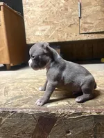 Champ-AKC, a male Boston Terrier for sale in Potosi, WI – Photo 2 of 3