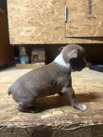 Champ-AKC, a male Boston Terrier for sale in Potosi, WI – Photo 3 of 3