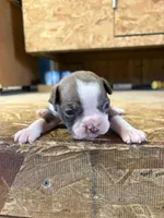 Stella-AKC, a female Boston Terrier for sale in Potosi, WI – Photo 1 of 3