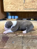 Stella-AKC, a female Boston Terrier for sale in Potosi, WI – Photo 3 of 3