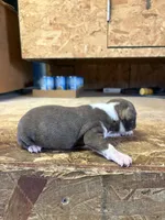Stella-AKC, a female Boston Terrier for sale in Potosi, WI – Photo 2 of 3
