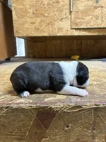 Roxy-AKC , a female Boston Terrier for sale in Potosi, WI – 3 of 3