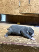 Blue -AKC , a male Boston Terrier for sale in Potosi, WI – 2 of 3