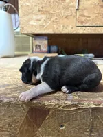 Buddy , a male Boston Terrier for sale in Potosi, WI – 2 of 3