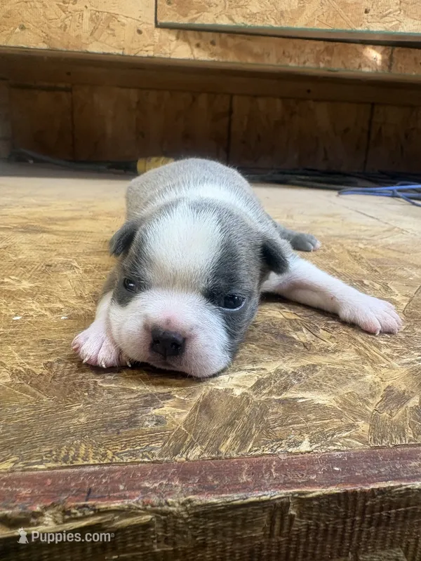 Harley-AKC – Boston Terrier puppy for sale in Potosi, WI