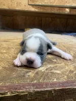 Harley-AKC, a male Boston Terrier for sale in Potosi, WI – 1 of 3