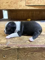 Allie-AKC , a female Boston Terrier for sale in Potosi, WI – 2 of 3