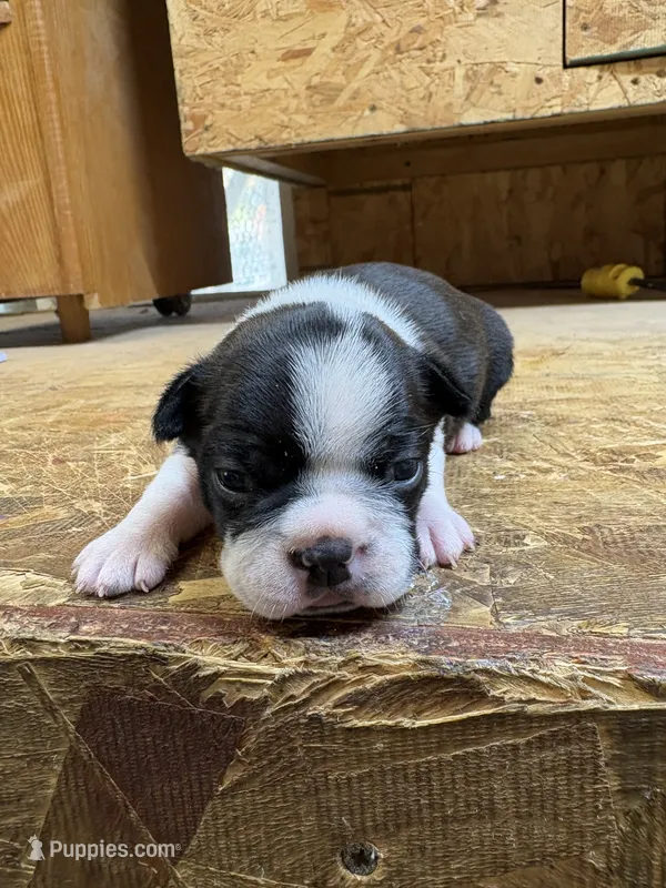 Roxy-AKC  – Boston Terrier puppy for sale in Potosi, WI