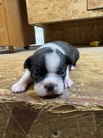 Roxy-AKC , a female Boston Terrier for sale in Potosi, WI – 1 of 3