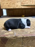 Allie-AKC , a female Boston Terrier for sale in Potosi, WI – 3 of 3