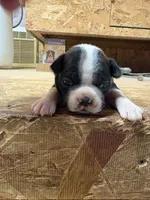 Buddy , a male Boston Terrier for sale in Potosi, WI – 1 of 3