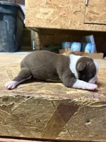 Miley , a female Boston Terrier for sale in Potosi, WI – 3 of 3